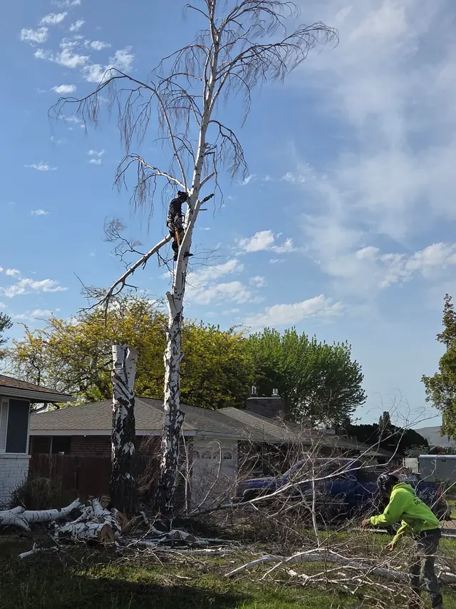 Tree removal