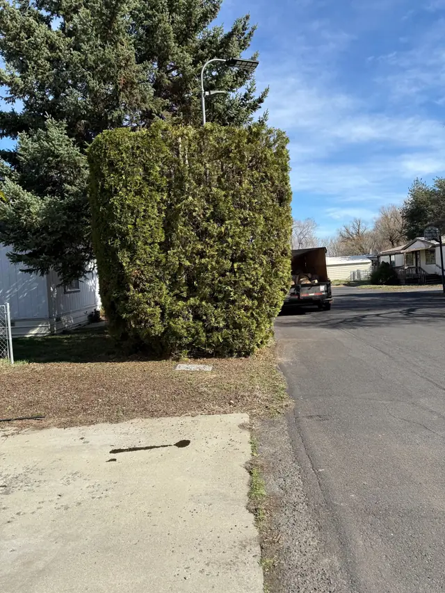 Shrub & arb trimming