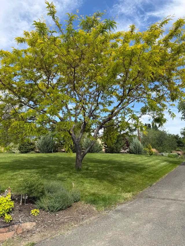 A shade tree with an even, open crown after pruning, standing on a landscaped lawn