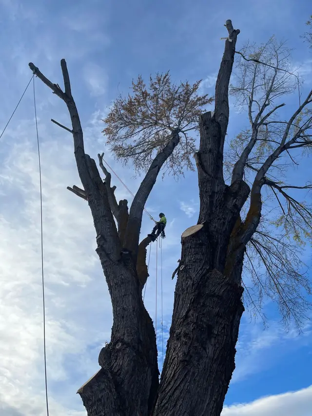 A West Valley climber roped high in an old multi-trunk tree, with freshly cut stems against a blue sky