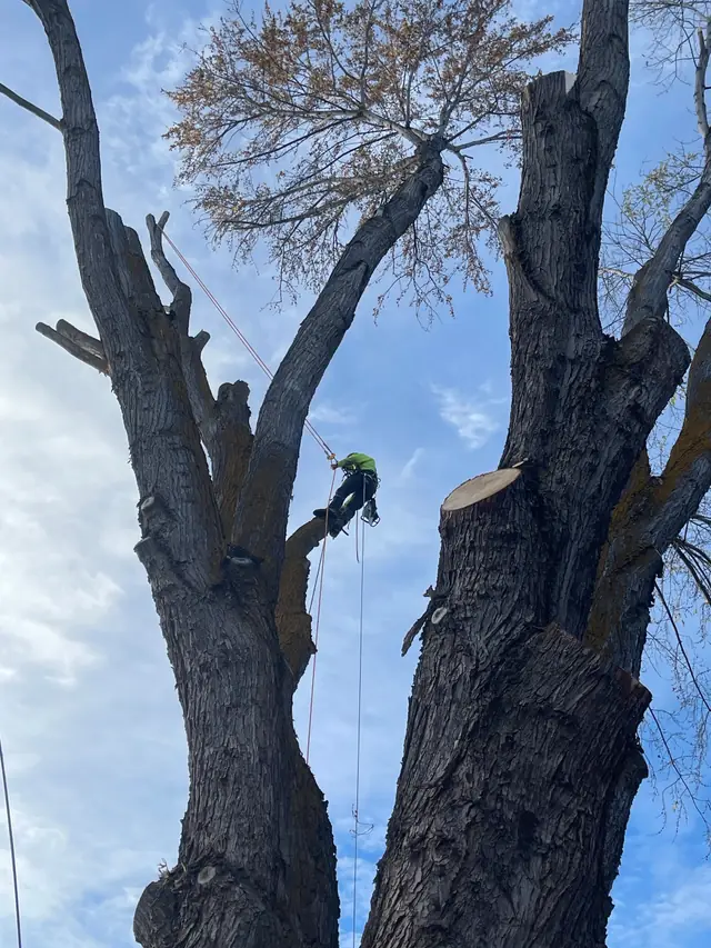 A West Valley climber close to fresh cut faces in a multi-stem cottonwood